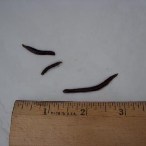 worms