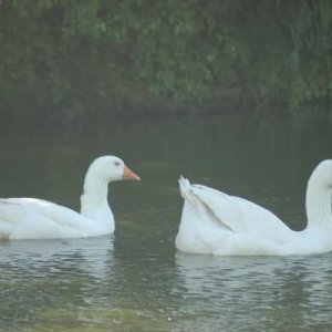 Edgar and Tracey have lived on the pond for ten years