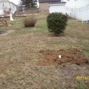 larger pond will be down here where that white pipe is running back to about where that holly bush is