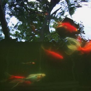 Fish2
