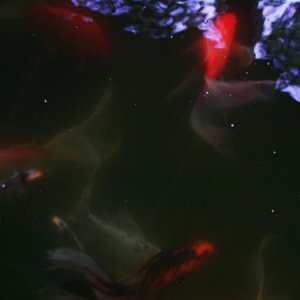 Fish6