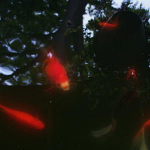 Fish7
