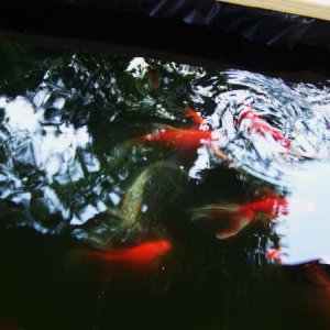 Fish8