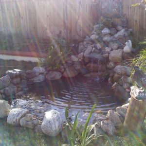 Picture of Pond with the koi fish alread in taken In January 2011