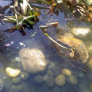 One of my baby koi.. they are all camera shy.. maybe that will go away as they get older..