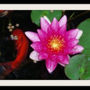 Is this a water lily? or a lotus? What is the difference?