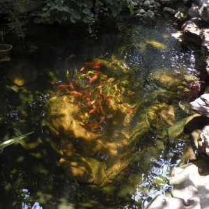 The original pond.