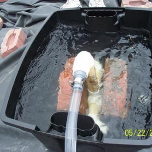 Water filling filter for first time!  Added lots of extra filter media, plastic tubing cut in 1" pieces, filter "sponge" at top, then light grid to hold it all in.