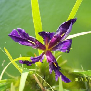New iris blooming!