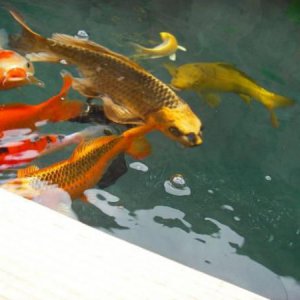 The fish are much larger.