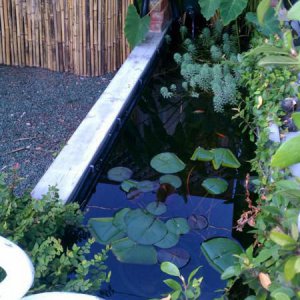 My kids 400 gallon pond full of water lilies, taro plant, bog plants, tadpoles, platy