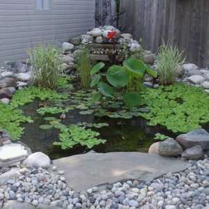 First year pond growth - 2006