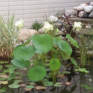 Pond in bloom
