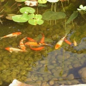 Pond Fish