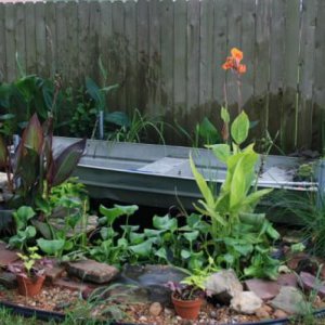 back side of the pond