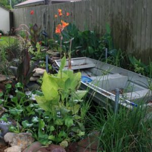 floating boat and lots of plants