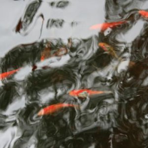 some of my fish