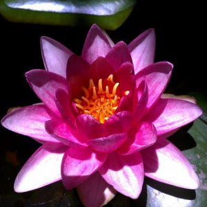 My sons first water lily bloom in his 400 gallon goldfish pond. 7.2011