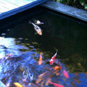 Koi Pond. 7.2011