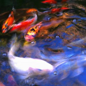 Koi Pond. 7.2011  (my shiro muji? front)