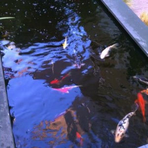 Koi Pond. 7.2011