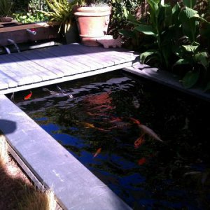 The natural planterbox extra biological plant clarifier 7.2011