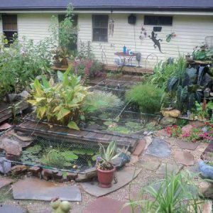 pond pics 005
