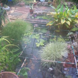 pond pics 010