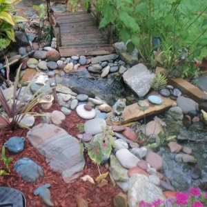 pond pics 007