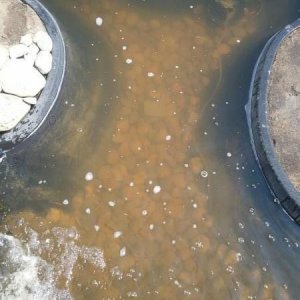 Water improving!