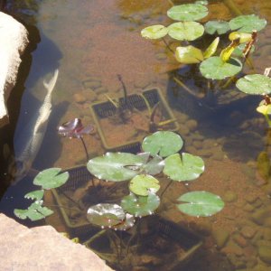 picture 30