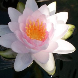 flowrs wisteria tank cover 004