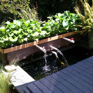 Johns Koi Pond 8.2011
