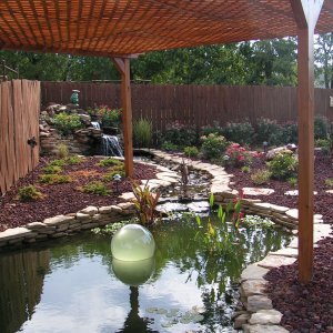 Toms Koi pond