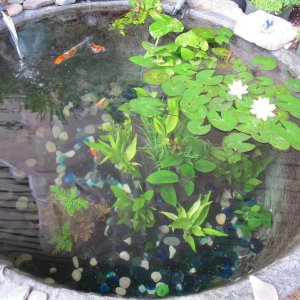The Fish Pond... er... Puddle 8.6.11