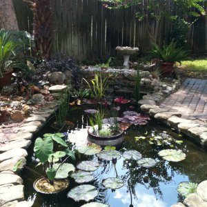 New plants in pond.