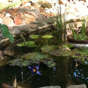 Bog filter setup