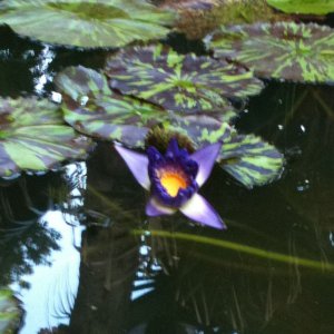 Purple Bloom