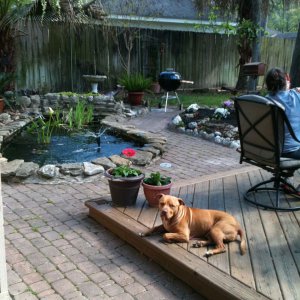 Backyard