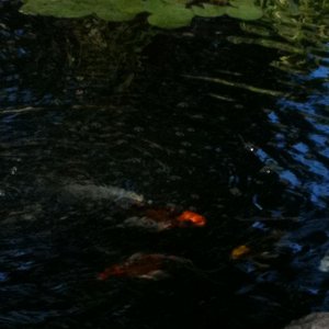 Some Butterfly Koi