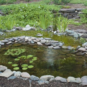 Pond and bog