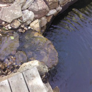 where the stream dumps into the big pond