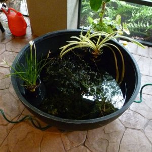 Plants in holding
