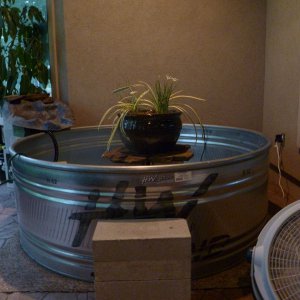 Planted Bog- How to dress up/disguise tank?