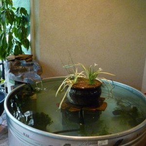 First water to cycle before adding fish