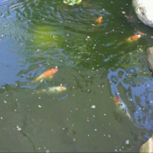 Koi Fish