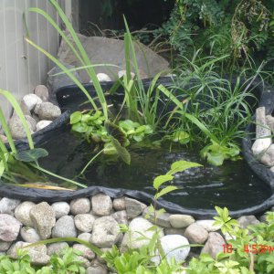 small pond experiment