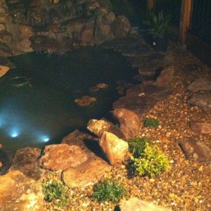 My Koi pond