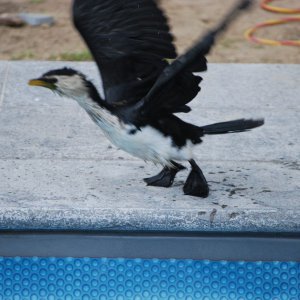 Pied Cormorant
