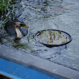 Pied Cormorant having some Lunch